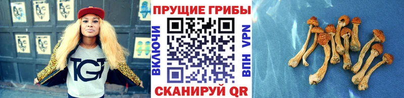 Галлюциногенные грибы Psilocybine cubensis Городище
